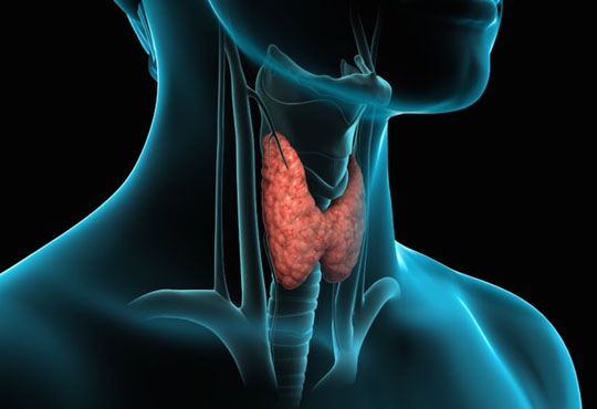 Ultrasound of Thyroid / Neck / Salivary Gland / Lymph nodes