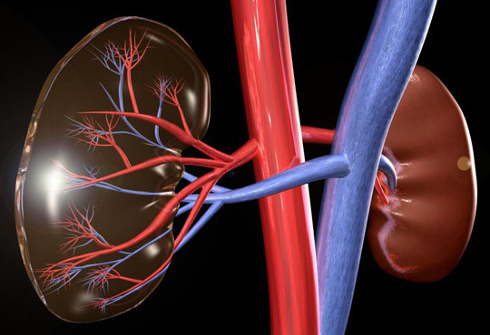 Renal Doppler and Portal Venous Doppler